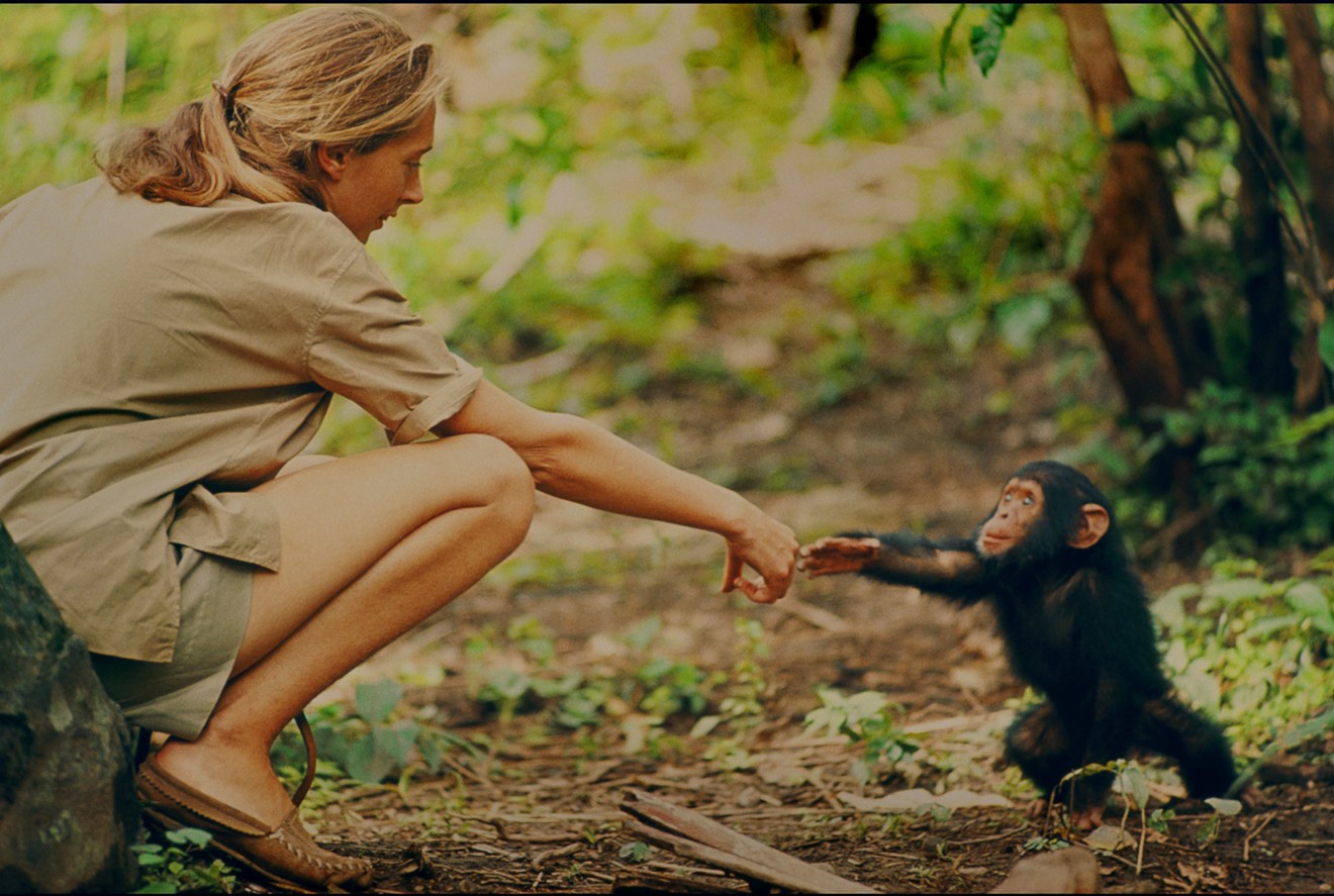 Trailblazing primatologist Jane Goodall is shown in gorgeous footage shot in the 1960s by her late ex-husband Hugo van Lawick, and film of that experience has been woven together for Brett Morgen’s new documentary Jane.