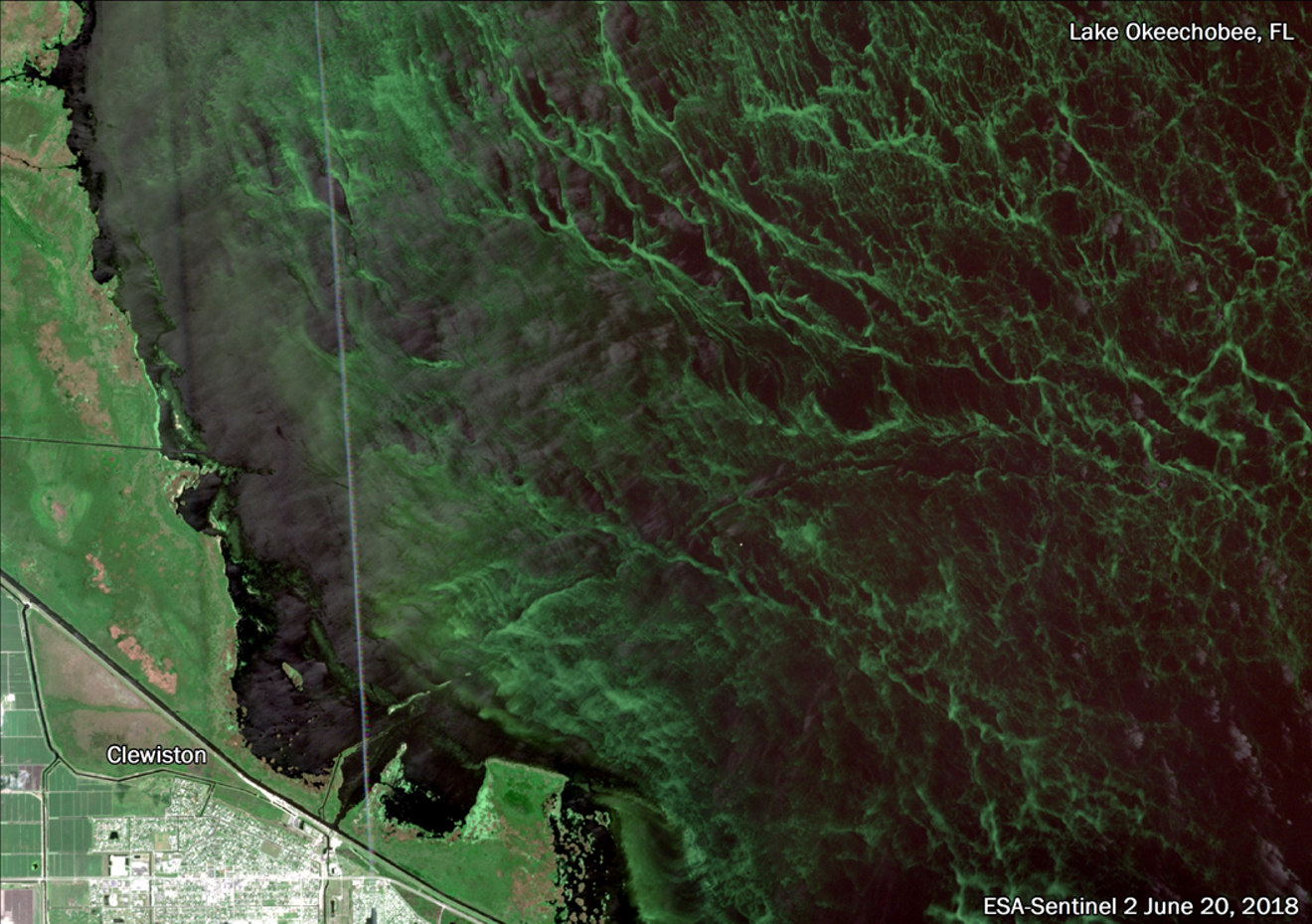 Ninety percent of Lake Okeechobee was covered in cyanobacteria in the summer of 2018.