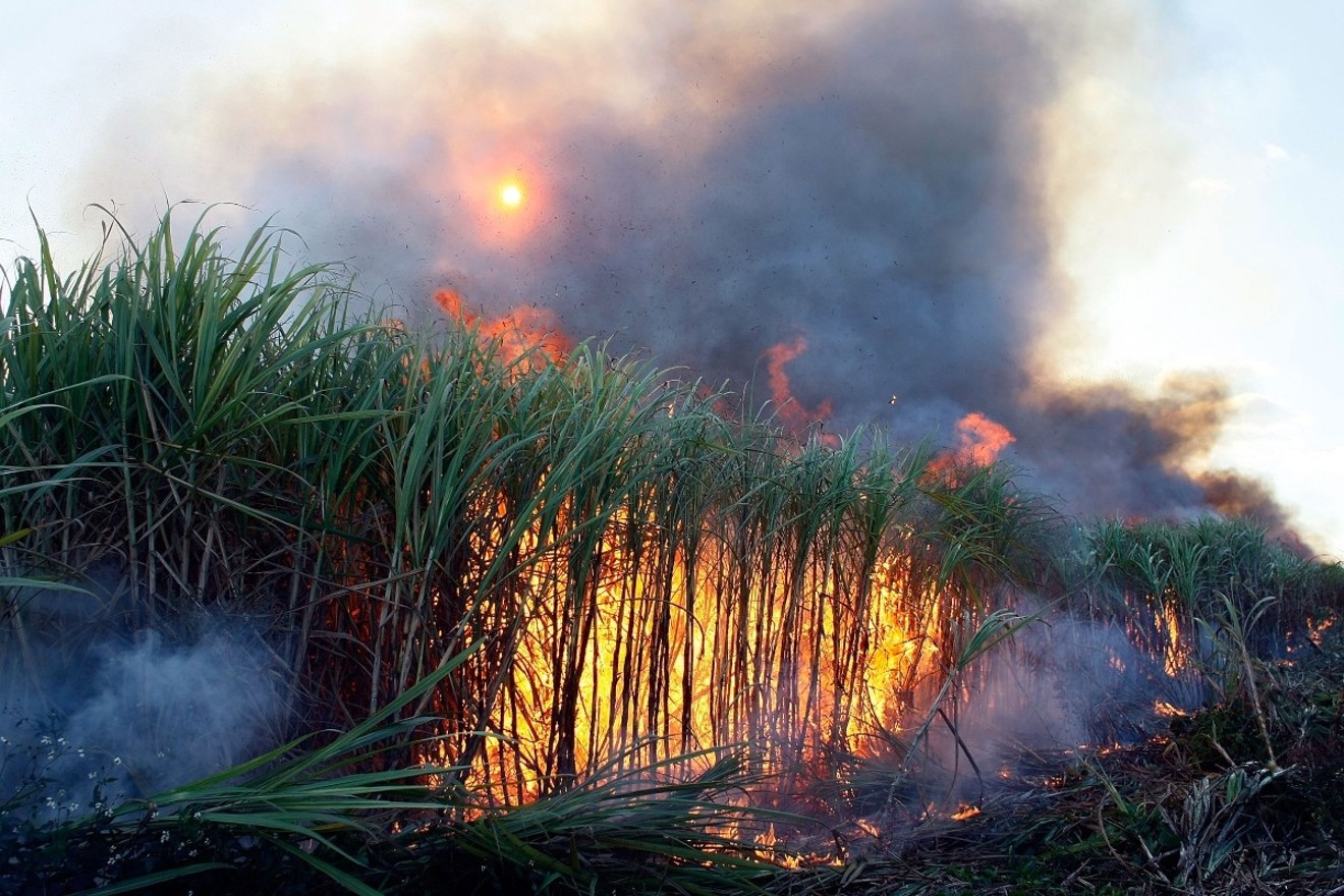 Sugarcane is prepared for harvest by burning off dead leaves in U.S. Sugar fields in Clewiston.