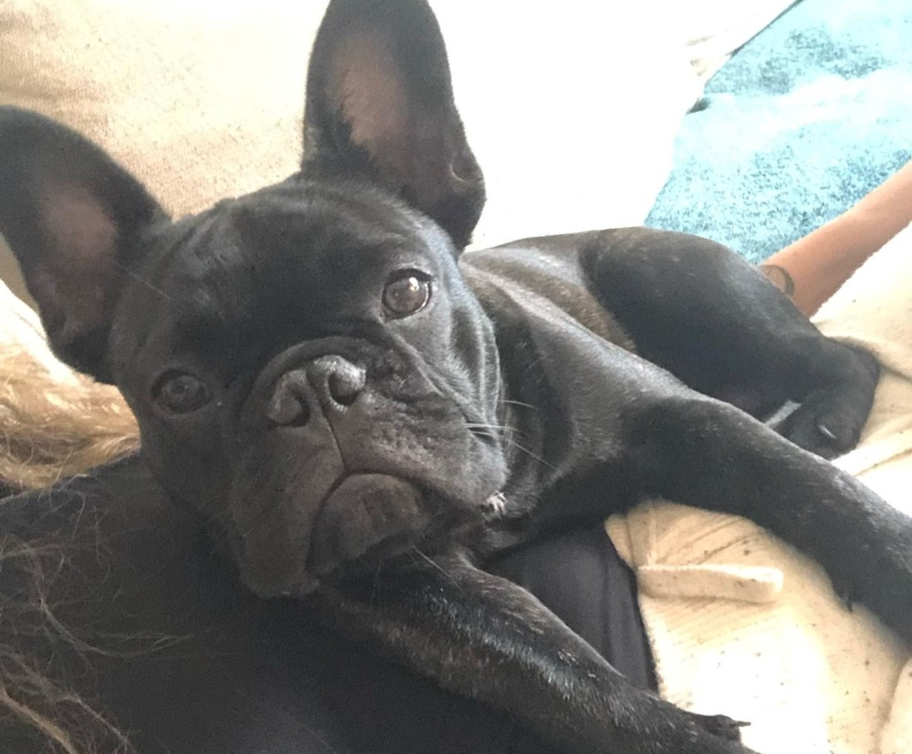Have you seen Georgie? He's a nine-month-old French Bulldog, and he's been kidnapped.
