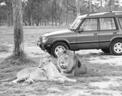 Big+cats+kick+it+at+Lion+Country+Safari