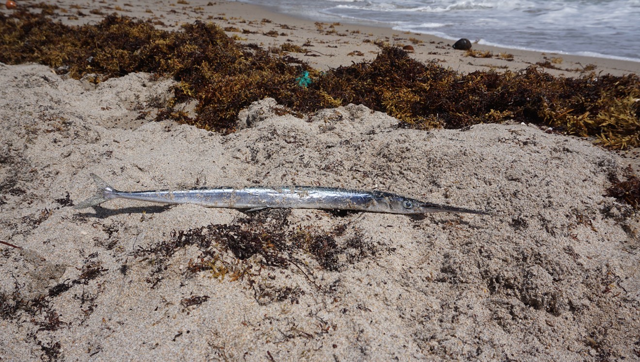 Dead fish washes up on Deerfield Beach shore as red tide spreads to Southeast Florida.