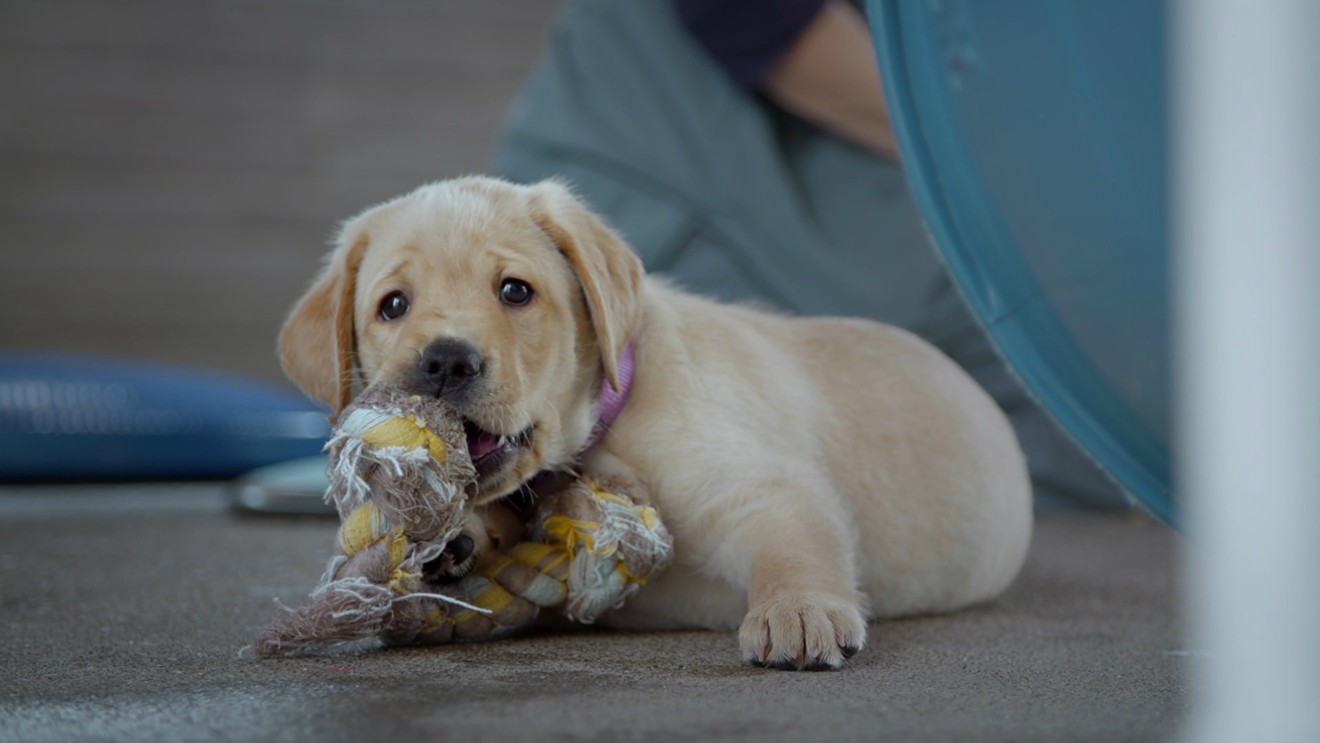Primrose is one of the cute pups from Guide Dogs for the Blind dispatched to the homes of families dedicated to raising them for the first half of their training in Pick of the Litter, a documentary co-directed by Dana Nachman and Don Hardy.