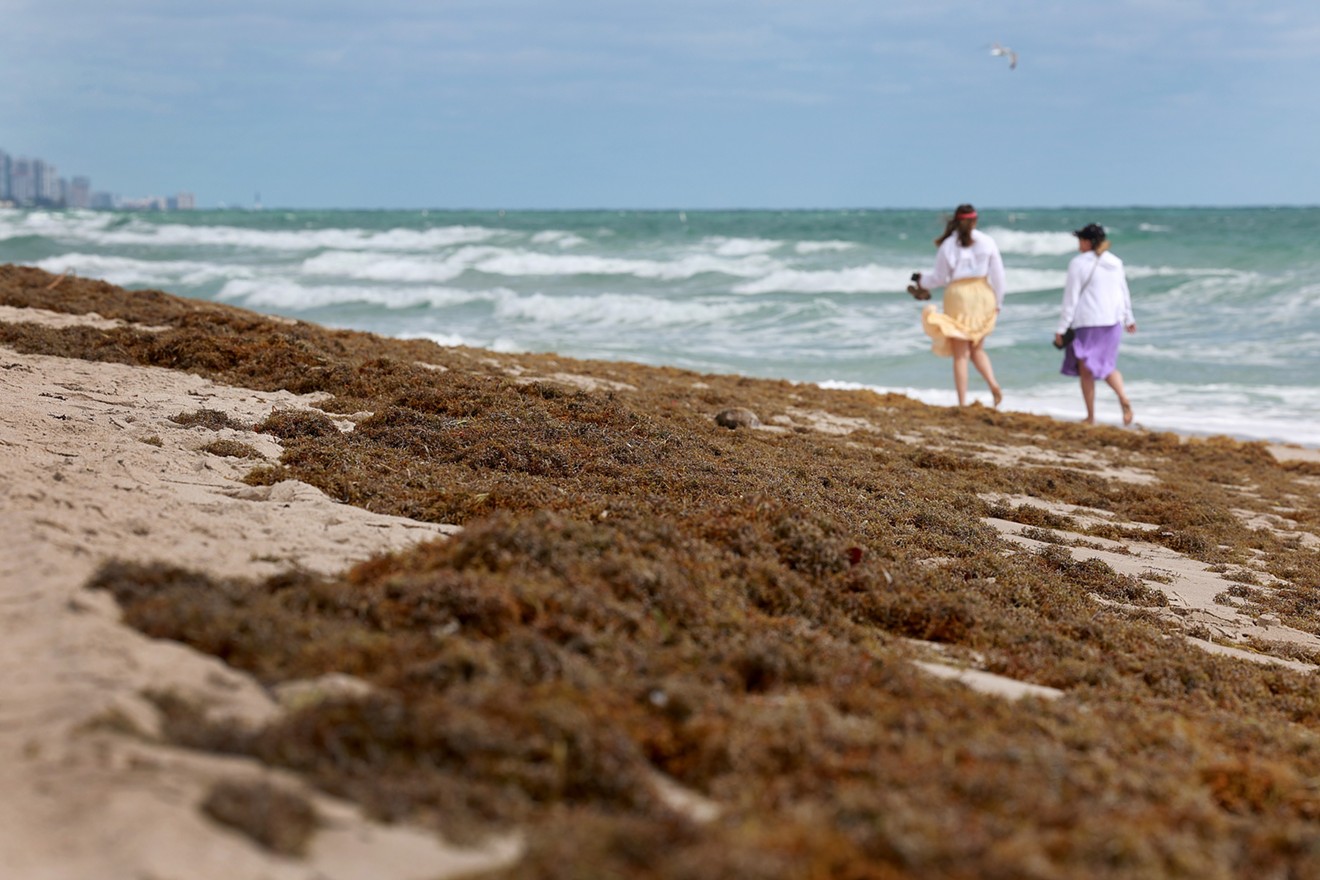 Beachgoers walk past seaweed that washed ashore on March 16, 2023, in Fort Lauderdale, Florida.