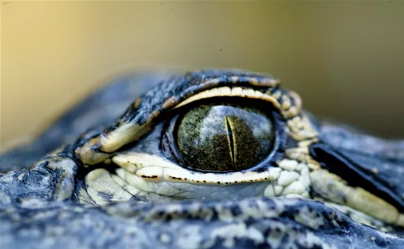 Image: South Florida Park Ranked One of the Best Adventure Destinations in the U.S.