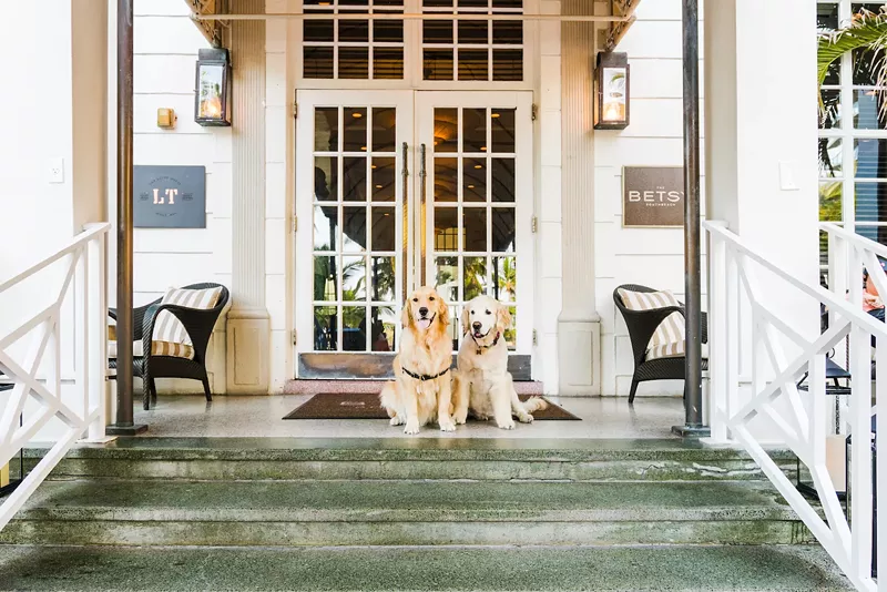 Image: The Betsy Hotel is home to CEOs (canine executive officers) Betsy and Rosa.