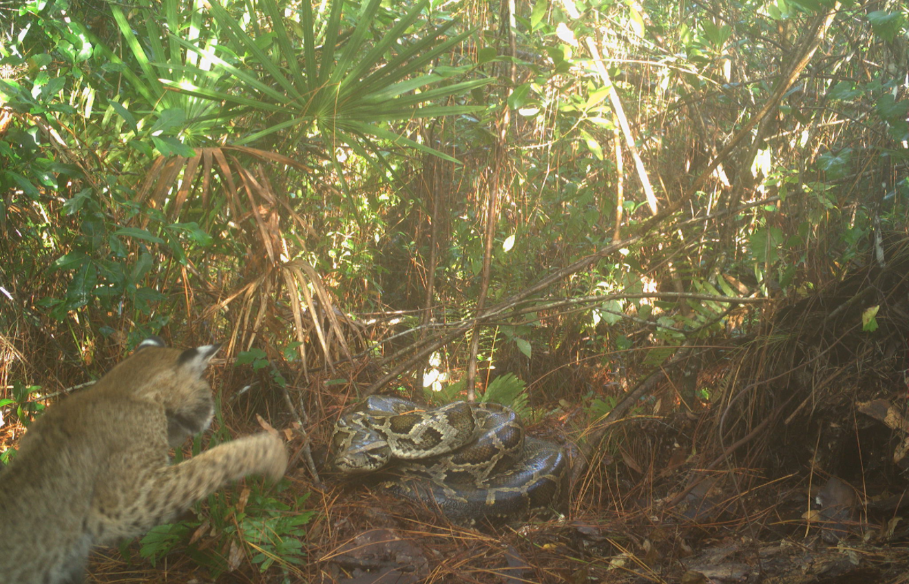 A native bobcat swipes at a 120-pound Burmese python in the Florida Everglades.