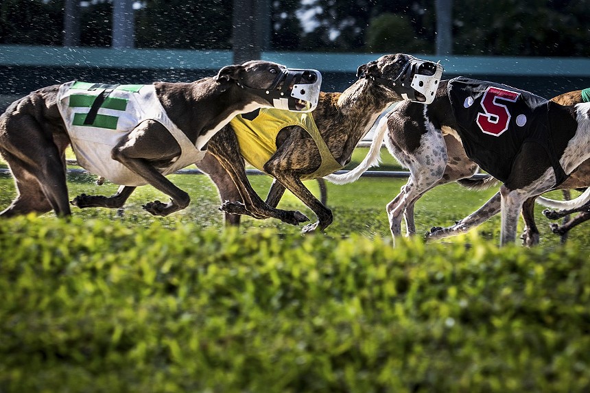 Greyhound racing was banned by Florida voters last November. - PHOTO BY IAN WITLEN / THECAMERACLICKS.COM