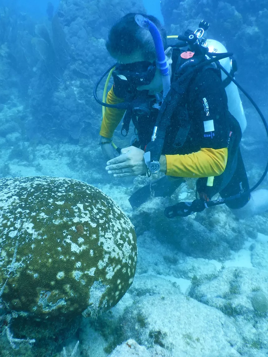 The effect of stony coral tissue loss disease on the Florida reef. - EMMA DOYLE/GULF AND CARIBBEAN FISHERIES INSTITUTE