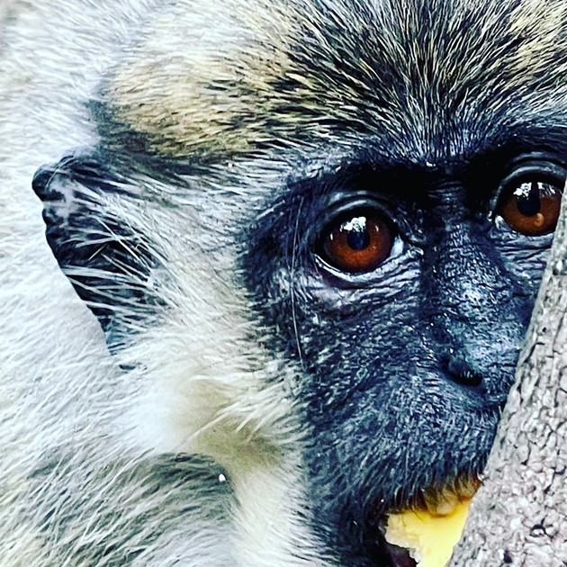 The Dania Beach monkeys love to eat local fruits, vegetables, and apparently, garden plants. - PHOTO COURTESY OF MISSY WILLIAMS