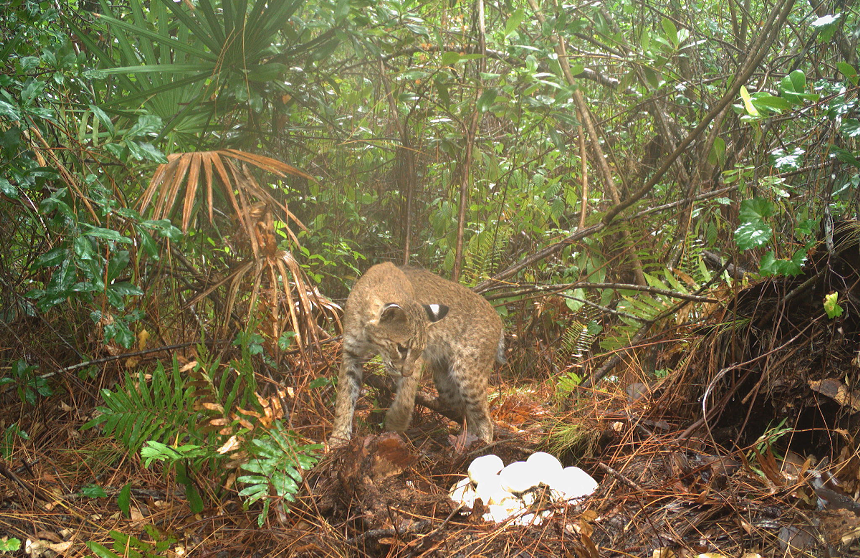 When researchers later arrived at the nest, they found it had already been ransacked. - PHOTO COURTESY OF U.S. GEOLOGICAL SURVEY