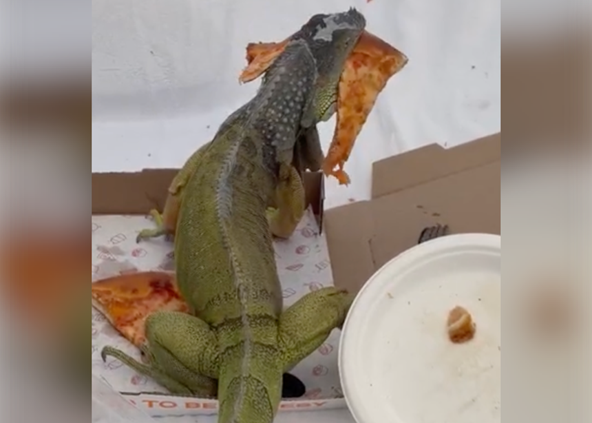 iguana with pizza in mouth
