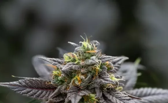 Image: Organic Cannabis in Florida: Is There Such a Thing?
